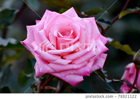 調布市元町神大寺植物園盛開的粉紅玫瑰(Modern Rose American Junior Miss) 調布市元町神大寺植物園盛開的粉紅玫瑰(Modern Rose American Junior Miss) 78821122