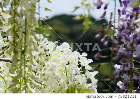 紫藤花與山景 78821211