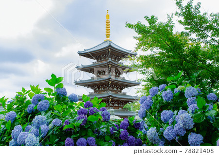 Honenji Temple with hydrangea and five-storied pagoda Honenji Temple with hydrangea and five-storied pagoda 78821408