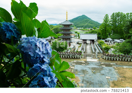Honenji Temple with hydrangea and five-storied pagoda Honenji Temple with hydrangea and five-storied pagoda 78821413
