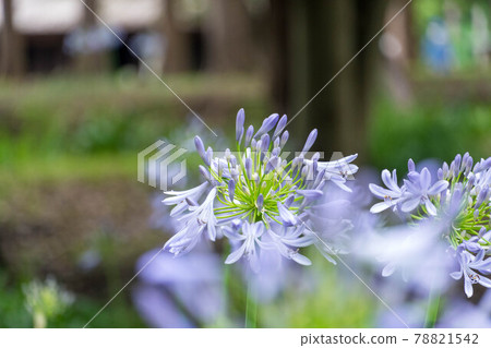 Standing graceful agapanthus Standing graceful agapanthus 78821542