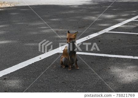 A wild fox I met in the mountains A wild fox I met in the mountains 78821769