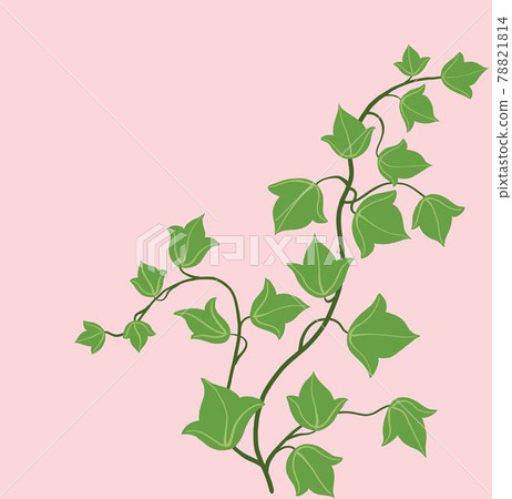 Simplicity ivy freehand drawing flat design. 78821814
