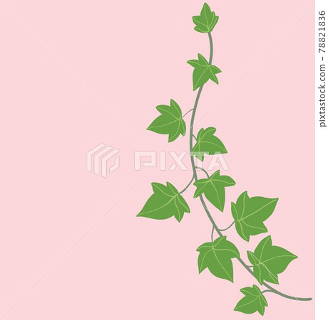 Simplicity ivy freehand drawing flat design. 78821836