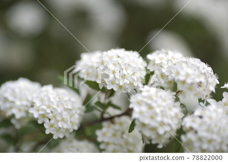大出馬裡的花朵正在盛開。學名是 Viburnum plicatum var. 78822000