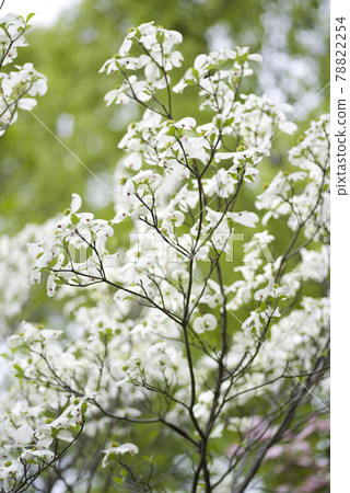 White flowers of dogwood (flowering dogwood) are in bloom. The scientific name is Cornus florida. 78822254
