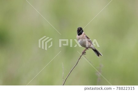 Male reed bunting Male reed bunting 78822315