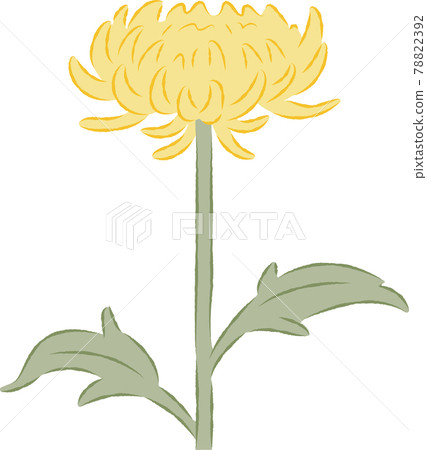 chrysanthemum clipart