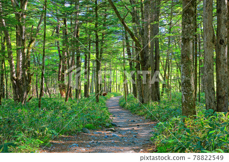 初夏從上高地大正池到田代池的步道 78822549