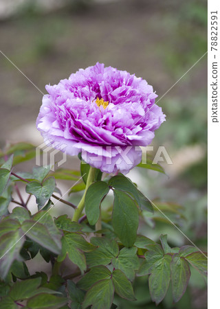 Purple peony flowers are in bloom in the peony garden. The name of this button is Fuji Kamata. 78822591