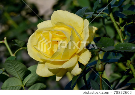 Yellow rose (modern rose Izu dancer) flowers blooming in the botanical garden of Jindaiji Motomachi, Chofu City Yellow rose (modern rose Izu dancer) flowers blooming in the botanical garden of Jindaiji Motomachi, Chofu City 78822603