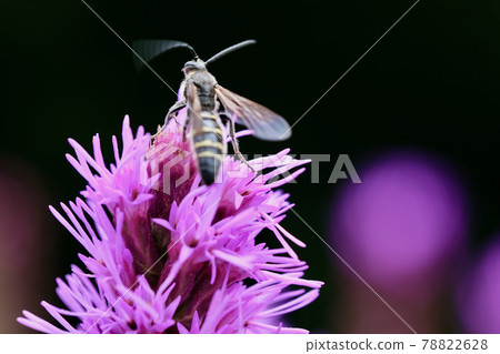Liatris flowers and vespula flaviceps Liatris flowers and vespula flaviceps 78822628