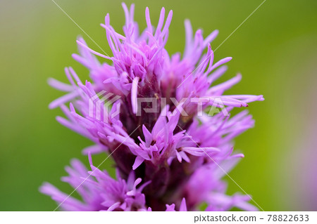 Liatris flower (up) 78822633