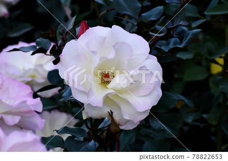 調布市神大寺元町植物園盛開的白色和淡粉色玫瑰（現代玫瑰瑪蒂爾達） 78822653