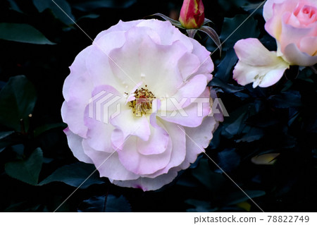 調布市神大寺元町植物園盛開的白色和淡粉色玫瑰(現代玫瑰瑪蒂爾達) 調布市神大寺元町植物園盛開的白色和淡粉色玫瑰(現代玫瑰瑪蒂爾達) 78822749