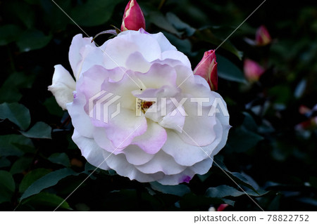 White and pale pink roses (modern rose Matilda) blooming in the botanical garden of Jindaiji Motomachi, Chofu City White and pale pink roses (modern rose Matilda) blooming in the botanical garden of Jindaiji Motomachi, Chofu City 78822752