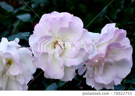 調布市神大寺元町植物園盛開的白色和淡粉色玫瑰(現代玫瑰瑪蒂爾達) 調布市神大寺元町植物園盛開的白色和淡粉色玫瑰(現代玫瑰瑪蒂爾達) 78822753