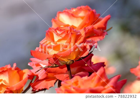 調布市元町神大寺植物園盛開的朱紅色玫瑰（現代玫瑰Esther Ofarim） 78822932