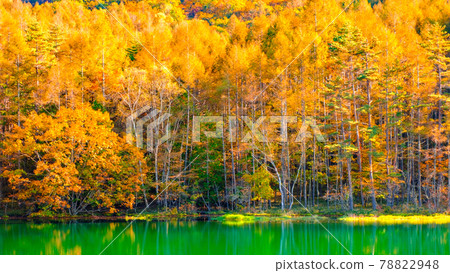 禦坂池（秋季） 78822948