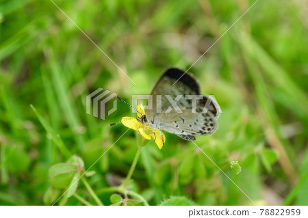 酢漿草花和淡草藍色吸吮花蜜 酢漿草花和淡草藍色吸吮花蜜 78822959