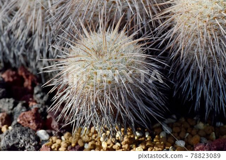 Cactus (seal) that becomes a botanical garden in Jindaiji Motomachi, Chofu City 78823089