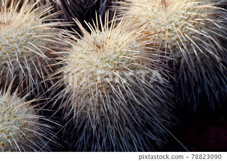 Cactus (seal) that becomes a botanical garden in Jindaiji Motomachi, Chofu City 78823090