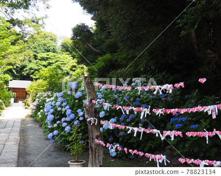 Kamakura Kuzuhara Oka Shrine Omikuji 78823134
