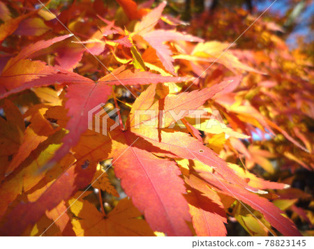 Autumn leaves 78823145