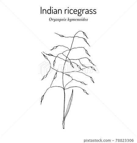 Indian ricegrass or sand rice grass Oryzopsis hymenoides Indian ricegrass or sand rice grass Oryzopsis hymenoides 78823306