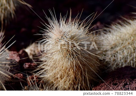 Cactus that becomes a botanical garden in Jindaiji Motomachi, Chofu City 78823344