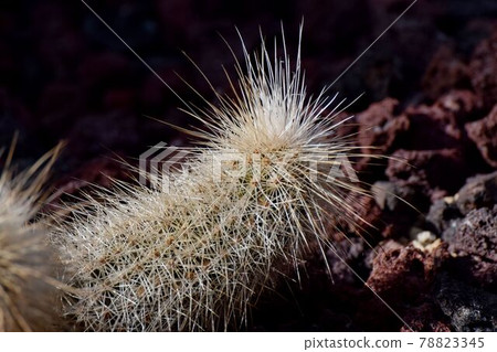 Cactus that becomes a botanical garden in Jindaiji Motomachi, Chofu City 78823345