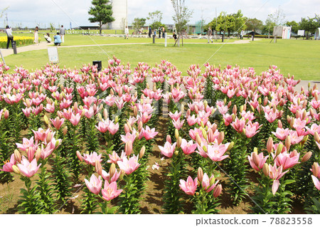 Yuri no Sato Park Yuri no Sato Park 78823558
