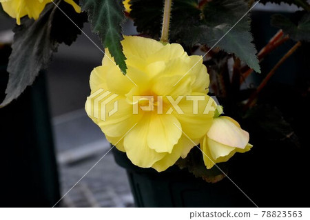 調布市神大寺元町植物園盛開的黃海棠花 78823563