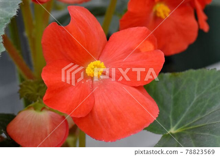 調布市神大寺元町植物園盛開的紅海棠花 調布市神大寺元町植物園盛開的紅海棠花 78823569