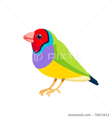 Gouldian finch or Lady Gouldian finch, Gould's finch or the rainbow finch, is a colourful passerine bird that is native to Australia. Exotic Bird Cartoon flat vector illustration isolated on white Gouldian finch or Lady Gouldian finch, Gould's finch or the rainbow finch, is a colourful passerine bird that is native to Australia. Exotic Bird Cartoon flat vector illustration isolated on white 78823612