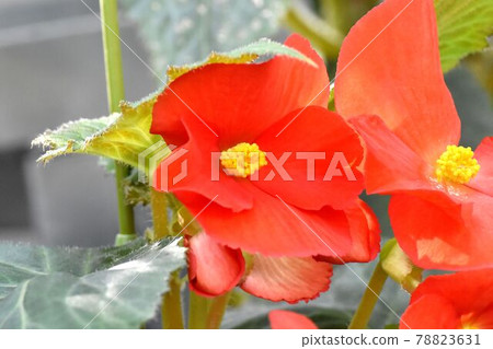 調布市神大寺元町植物園盛開的紅海棠花 78823631