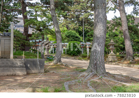 Sumiyoshi Shrine in Higashi Harima, Akashi City, Hyogo Prefecture, famous for its hydrangea shrine 78823810