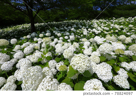 埼玉縣佐手市權現堂公園的白色繡球花安娜貝爾坡 78824097