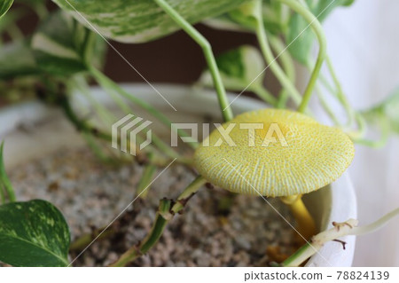 bonsai tree live plant BubbleBlooms Resin Bonsai Air Plant Tree, Glued with Live Air Plants,   Florida House Plants