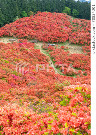 奈良縣五瀨市葛城山葛城高原的杜鵑花 78824301