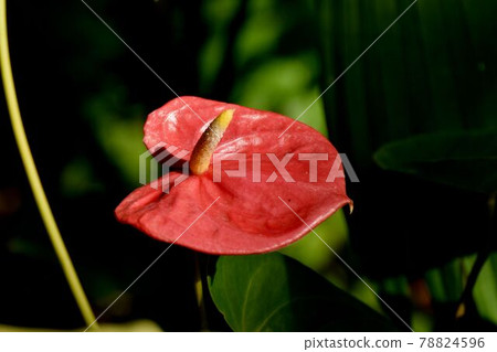 Red anthurium flowers blooming in the botanical garden of Jindaiji Motomachi, Chofu City Red anthurium flowers blooming in the botanical garden of Jindaiji Motomachi, Chofu City 78824596