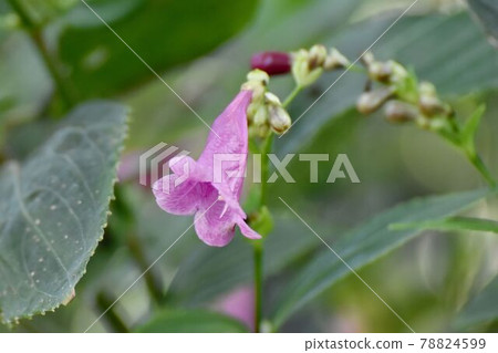 調布市元町神大寺植物園中盛開的粉紅花 78824599