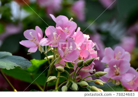 Pink Dombeya (Satomi no Haru) flowers blooming in the botanical garden of Jindaiji Motomachi, Chofu City Pink Dombeya (Satomi no Haru) flowers blooming in the botanical garden of Jindaiji Motomachi, Chofu City 78824683