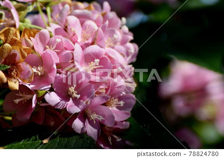 Pink Dombeya (Satomi no Haru) flowers blooming in the botanical garden of Jindaiji Motomachi, Chofu City Pink Dombeya (Satomi no Haru) flowers blooming in the botanical garden of Jindaiji Motomachi, Chofu City 78824780
