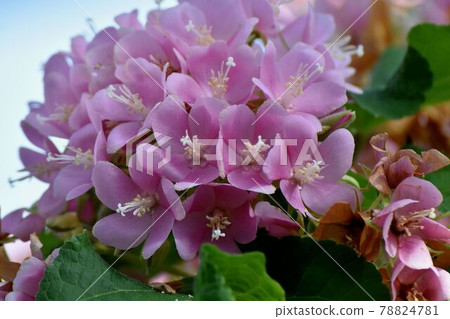 Pink Dombeya (Satomi no Haru) flowers blooming in the botanical garden of Jindaiji Motomachi, Chofu City Pink Dombeya (Satomi no Haru) flowers blooming in the botanical garden of Jindaiji Motomachi, Chofu City 78824781