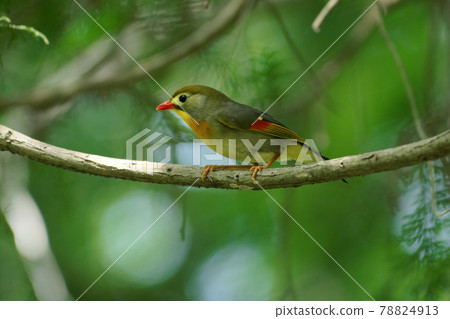 Exotic species Red-billed leiothrix Exotic species Red-billed leiothrix 78824913
