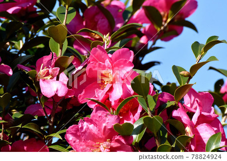 Pink camellia flowers blooming in Mitaka Nakahara 78824924