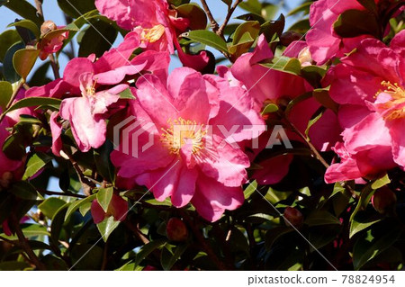 Pink camellia flowers blooming in Mitaka Nakahara 78824954