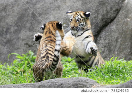 Amur tiger baby Amur tiger baby 78824985