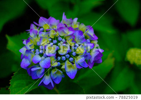 美麗的繡球花 78825019